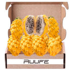 Pitahaya Dragon Fruit Pitaya fruit (12 pack) Yellow Pitaya Dragon Fruit Yellow Pithaya Dragon Fruit