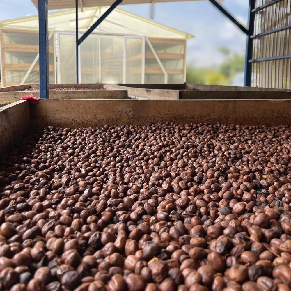 Quindio Gourmet Coffee beans x500gr