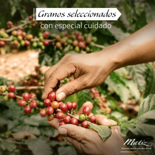Cafe Matiz Tostado Grano Intenso Escarlata x500gr